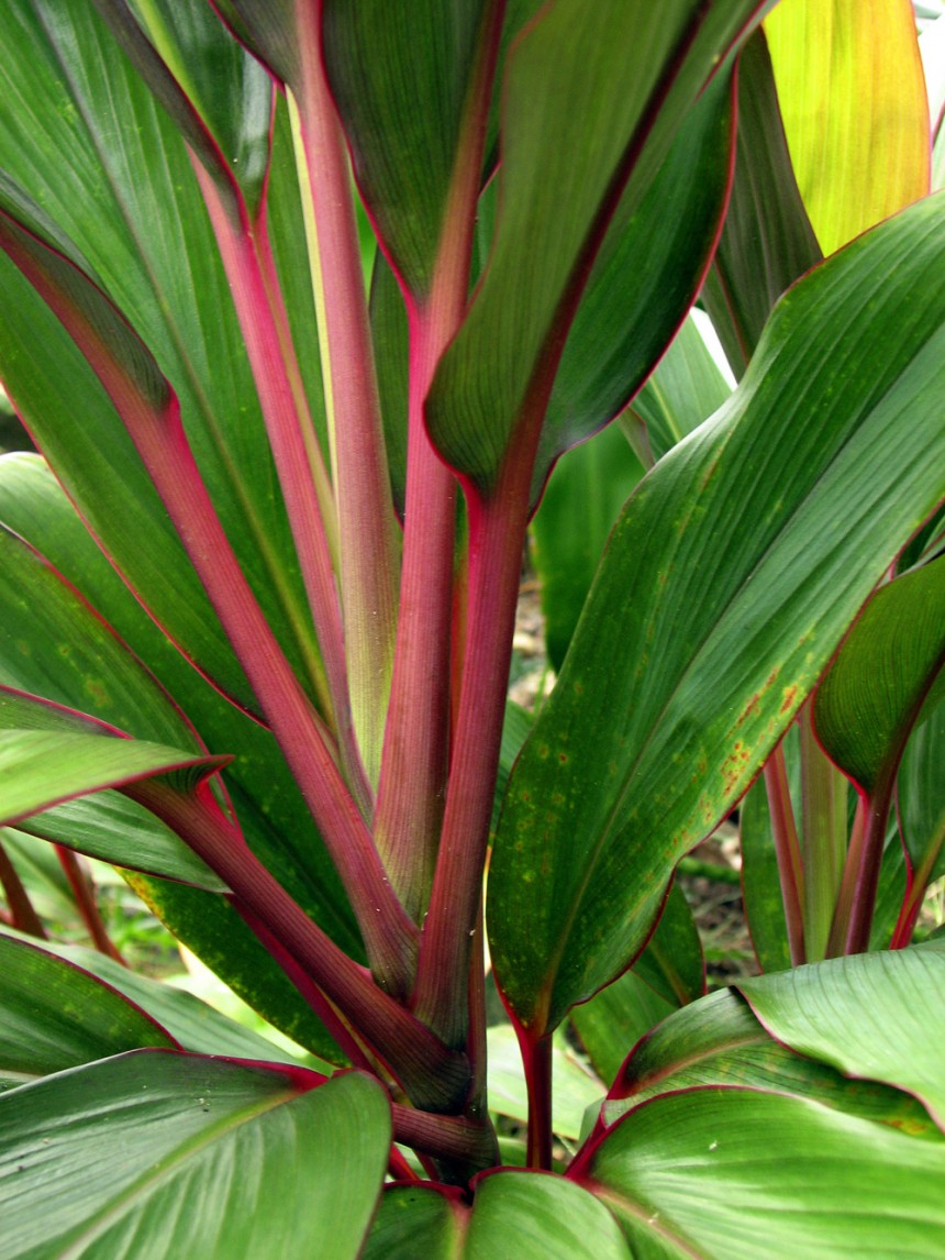 hawaiian-ti-leaves-alii-hawaiian-flowers