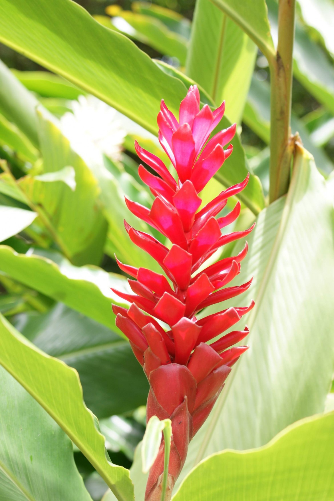 hawaiian-ginger-alii-hawaiian-flowers